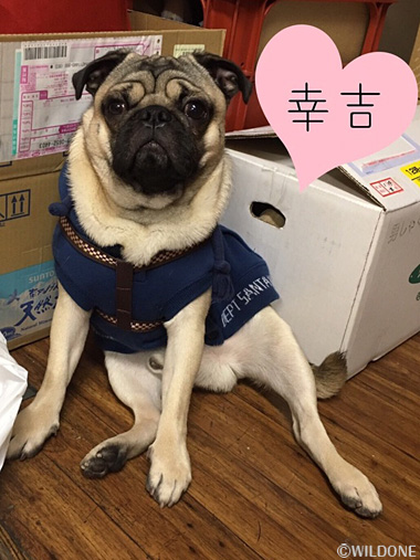 調教 口枷